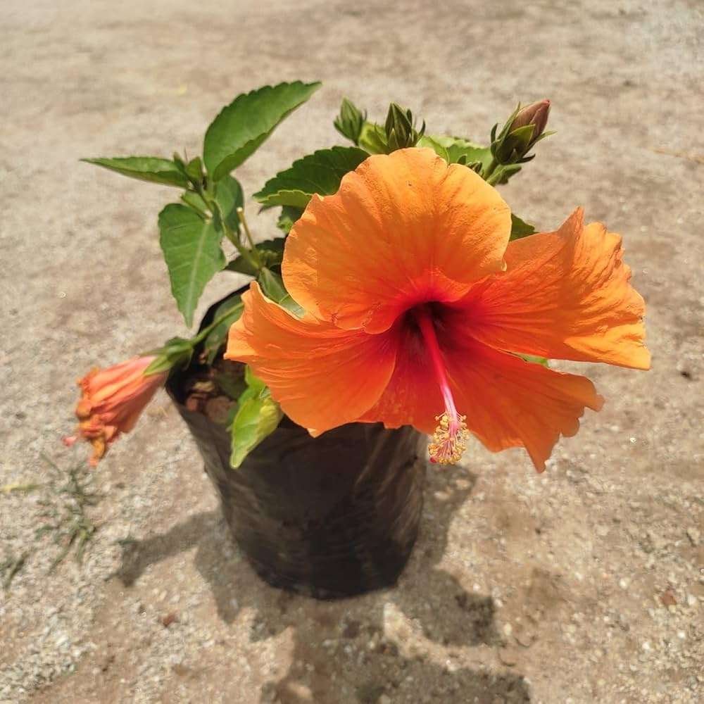 Shoeblackplant (Local Hibiscus variant)